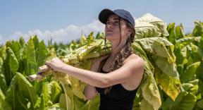 Tobacco Barns